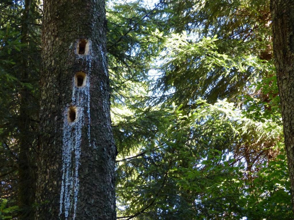 Апартаменты Haus Wald-Eck Шмалленберг Экстерьер фото